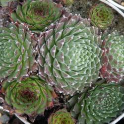 Sempervivum - Dachwurz - Hauswurz